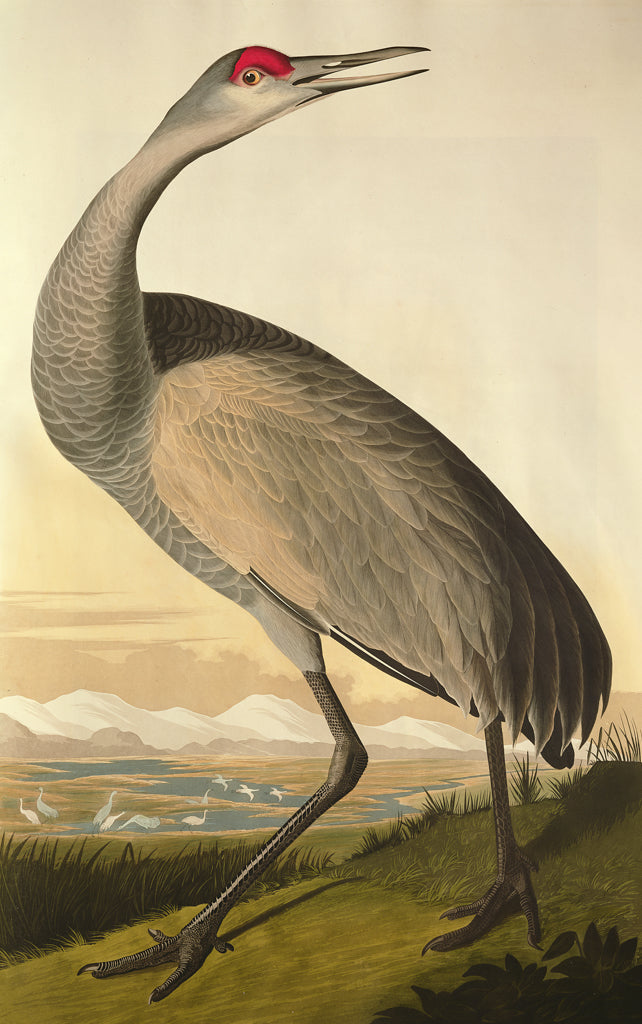 Sandhill Crane by John James Audubon